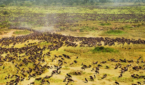 非洲动物大迁徙是从哪迁到哪，什么时候