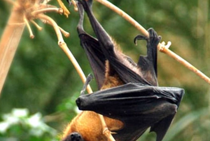 蝙蝠是哺乳动物吗？