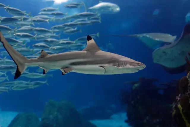 黑鳍鲨寿命一般多少年到多少年